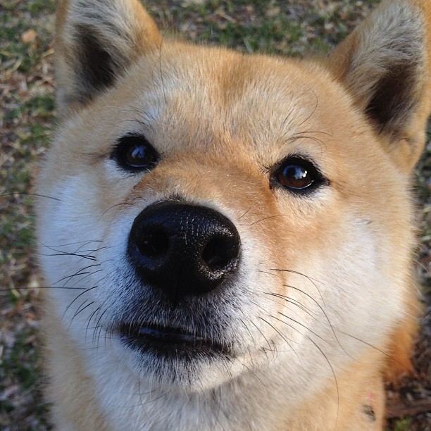 爱游戏-查尔莫斯：老将状态依旧火热，查尔莫斯集锦  第3张