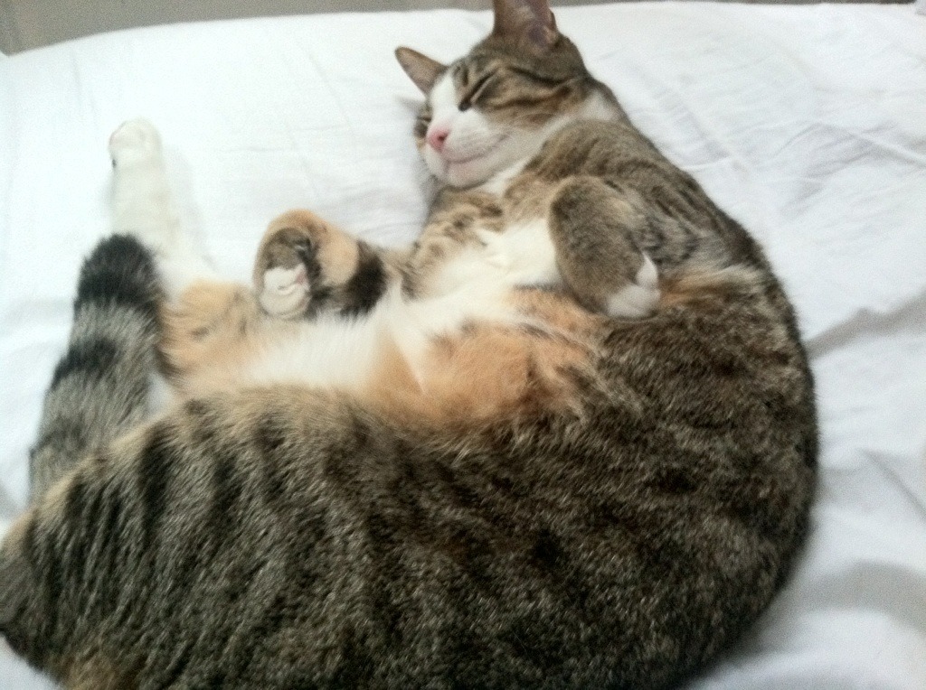 爱游戏在线登录-马竞多线作战调整阵容仍保持强势，马竞打法  第2张